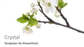  Presentation with cherry - Presentation theme with flowering-branch-of-cherry-plum background and a white colored foreground