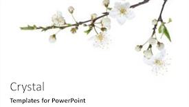  Presentation with sakura japanese cherry branch - Presentation theme enhanced with flowering-branches-of-cherry-plum background and a white colored foreground