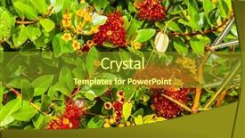  Presentation with maori new zealand native bush - PPT layouts consisting of flowering bushes of a carnivorous background and a tawny brown colored foreground