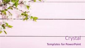  Presentation with leaves flat lay - Audience pleasing presentation consisting of flowering-cherry-branches-with-green backdrop and a pink colored foreground