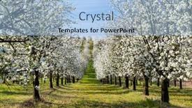  Presentation with orchard - Presentation with flowering-cherry-orchard-near-cejkovice background and a light blue colored foreground