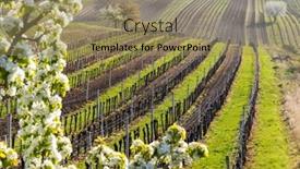  Presentation with czech republic - Slides having flowering-cherry-with-vineyard-near background and a coral colored foreground
