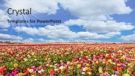  Presentation with colorful green corn field - Amazing PPT theme having flowering colorful buttercups bright sun backdrop and a light blue colored foreground