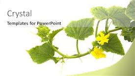  Presentation with cucumbers - Colorful PPT theme enhanced with flowering cucumbers on white background backdrop and a white colored foreground