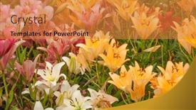  Presentation with lily - Theme having flowering-day-lily-flowers-hemerocallis background and a gold colored foreground
