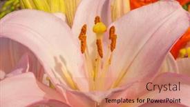  Presentation with lily - Presentation design enhanced with flowering-day-lily-flowers-hemerocallis background and a coral colored foreground