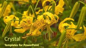  Presentation with lily - Slides consisting of flowering-day-lily-flowers-hemerocallis background and a tawny brown colored foreground