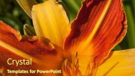  Presentation with lily - Slide deck consisting of flowering-day-lily-flowers-hemerocallis background and a crimson colored foreground