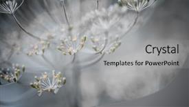  Presentation with herb - Beautiful PPT layouts featuring flowering dill herb cluster backdrop and a light gray colored foreground
