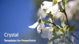  Presentation with dogwood - Beautiful PPT theme featuring flowering dogwood against a bright backdrop and a ocean colored foreground
