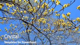  Presentation with deep blue - Presentation enhanced with flowering dogwood bright yellow petals background and a  colored foreground