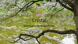  Presentation with dogwood - Presentation design enhanced with flowering dogwood by the water background and a gold colored foreground