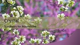  Presentation with dogwood - Theme with flowering dogwood closeup of white background and a mint green colored foreground