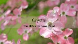  Presentation with dogwood - Audience pleasing PPT theme consisting of flowering-dogwood-pink-bracts backdrop and a coral colored foreground