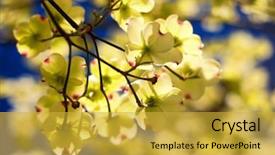  Presentation with dogwood tree - Presentation design with flowering dogwood tree -- cornus florida background and a yellow colored foreground