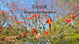  Presentation with dogwood - Presentation theme enhanced with flowering dogwood tree flower background background and a  colored foreground