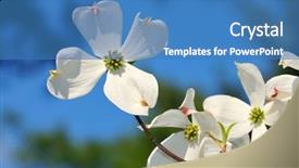  Presentation with dogwood - PPT layouts consisting of flowering dogwood white flower background and a teal colored foreground