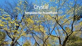  Presentation with dogwood - Audience pleasing theme consisting of flowering dogwood yellow flowers backdrop and a  colored foreground