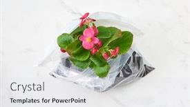  Presentation with plastic bag - Colorful presentation theme enhanced with flowering-evergreen-houseplant-with-wonderful backdrop and a white colored foreground