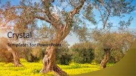  Presentation with olive grove - Presentation with flowering field in an olive background and a coral colored foreground