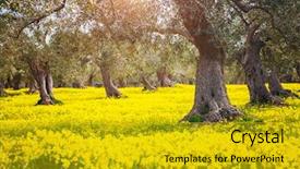  Presentation with olive grove - Presentation enhanced with flowering field in an olive background and a gold colored foreground