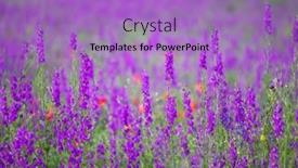  Presentation with rocket - Cool new PPT theme with flowering-field-with-rocket-larkspur backdrop and a light blue colored foreground