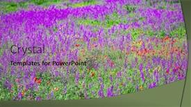  Presentation with rocket - Amazing presentation design having flowering-field-with-rocket-larkspur backdrop and a coral colored foreground