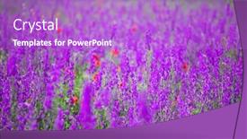  Presentation with rocket - Presentation theme enhanced with flowering-field-with-rocket-larkspur background and a purple colored foreground