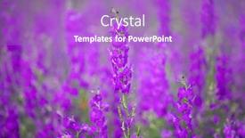  Presentation with rocket - Presentation theme having flowering-field-with-rocket-larkspur background and a light blue colored foreground