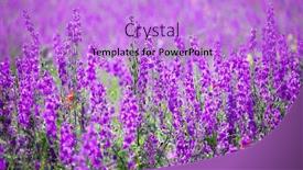  Presentation with rocket - Cool new presentation theme with flowering-field-with-rocket-larkspur backdrop and a lilac colored foreground