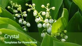  Presentation with lily of the valley close - PPT theme having flowering lily of the valley background and a forest green colored foreground