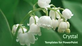  Presentation with lily - Audience pleasing slides consisting of flowering lily of the valley backdrop and a forest green colored foreground