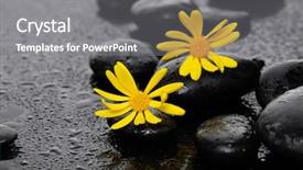  Presentation with black yellow - Amazing PPT theme having yellow leaves - flowering macro of the two backdrop and a gray colored foreground