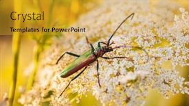  Presentation with wildflower meadow - PPT theme having flowering-meadow-wildflower-petals-blossom background and a gold colored foreground