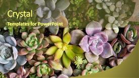  Presentation with plants - Presentation theme consisting of flowering miniature succulent plants background and a tawny brown colored foreground