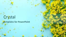  Presentation with rapeseed - Slides enhanced with flowering oilseed rapeseed rape blossoms background and a cool aqua colored foreground