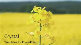  Presentation with rapeseed - Colorful theme enhanced with flowering oilseed rapeseed backdrop and a yellow colored foreground