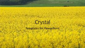  Presentation with rapeseed - Audience pleasing slides consisting of flowering oilseed rapeseed backdrop and a gold colored foreground