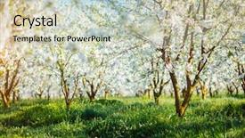  Presentation with tree spring flowers apple flowers - PPT theme consisting of flowering orchard in spring time background and a soft green colored foreground
