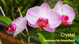  Presentation with botanical garden - Cool new presentation with flowering-orchids-in-botanical-garden backdrop and a tawny brown colored foreground