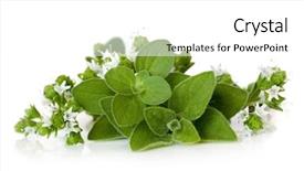  Presentation with oregano - Cool new slide set with flowering oregano isolated on white backdrop and a white colored foreground