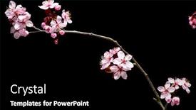  Presentation with pink black - PPT layouts featuring flowering-pink-cherry-flowers background and a black colored foreground