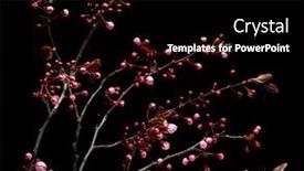  Presentation with pink black - Audience pleasing presentation theme consisting of flowering-pink-cherry-flowers backdrop and a black colored foreground