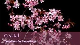  Presentation with pink black - PPT layouts with flowering-pink-cherry-flowers background and a violet colored foreground