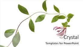  Presentation with pink and white - Beautiful presentation theme featuring flowering pink honeysuckle isolated backdrop and a white colored foreground
