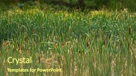  Presentation with corn dog - Colorful PPT theme enhanced with flowering plants also called bulrush backdrop and a tawny brown colored foreground