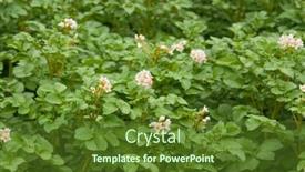  Presentation with potato - Slide deck with flowering-potatoes-flowering-potato-plantation background and a tawny brown colored foreground