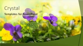  Presentation with nature purple - Audience pleasing slides consisting of flowering-purple-and-yellow-pansies backdrop and a blonde colored foreground