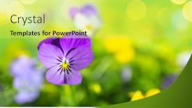  Presentation with nature purple - Slide deck featuring flowering-purple-and-yellow-pansies background and a yellow colored foreground