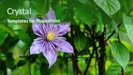  Presentation with clematis - Audience pleasing slide deck consisting of flowering purple clematis backdrop and a forest green colored foreground